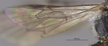 Media type: image;   Entomology 23485 Aspect: Wing hind